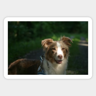 australian shepherd red merle Sticker